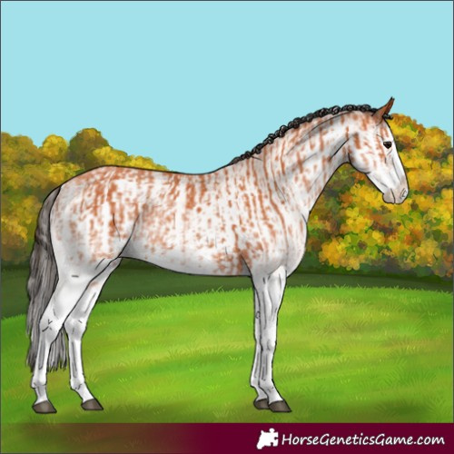 Horse Color:White Spotted Bay Splash and White Spotted Bay Splash