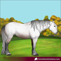 Horse Color:Gray Bay 
