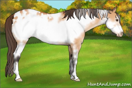 Horse Color:White Spotted Bay Dun Frame Appaloosa 
