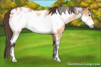 Horse Color:White Spotted Bay Dun Frame Appaloosa 