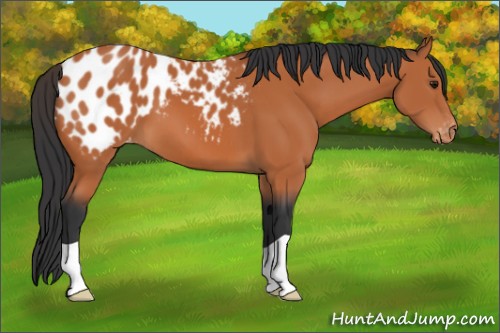 Horse Color:Bay Appaloosa 