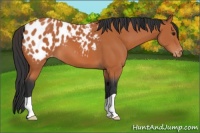 Horse Color:Bay Appaloosa