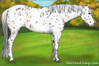 Horse Color:Brown Dun Appaloosa 