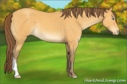 Horse Color:Amber Cream Champagne Appaloosa 
