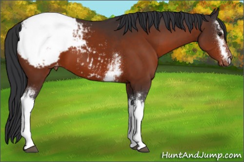 Horse Color:White Spotted Brown Appaloosa 