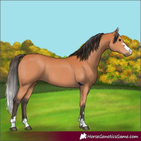 Horse Color:Bay 