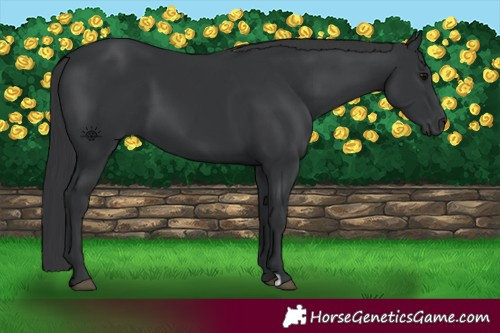 Horse Color:Black 