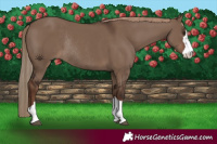 Horse Color:Liver Red Dun Rabicano 