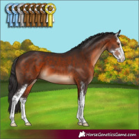 Horse Color:Brown Sabino