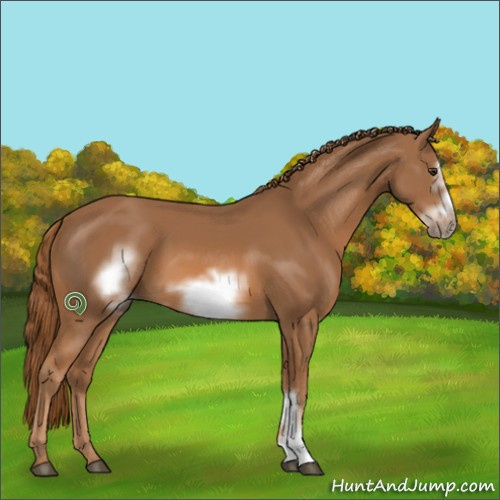 Horse Color:Chestnut Frame 