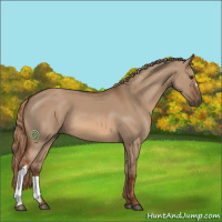 Horse Color:Red Dun 