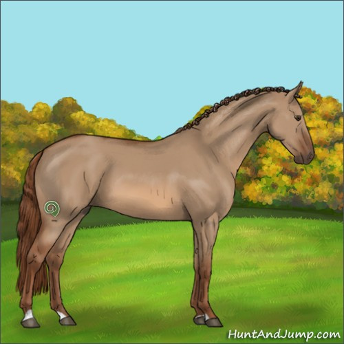 Horse Color:Red Dun 
