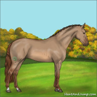 Horse Color:Red Dun 