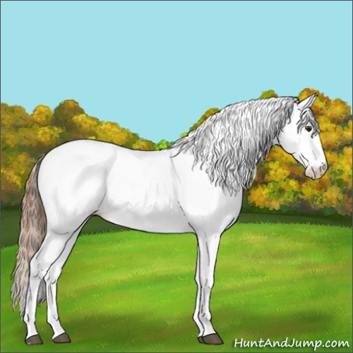 Horse Color:Chestnut Appaloosa 