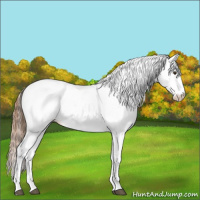 Horse Color:Chestnut Appaloosa 