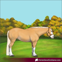 Horse Color:Palomino Splash 