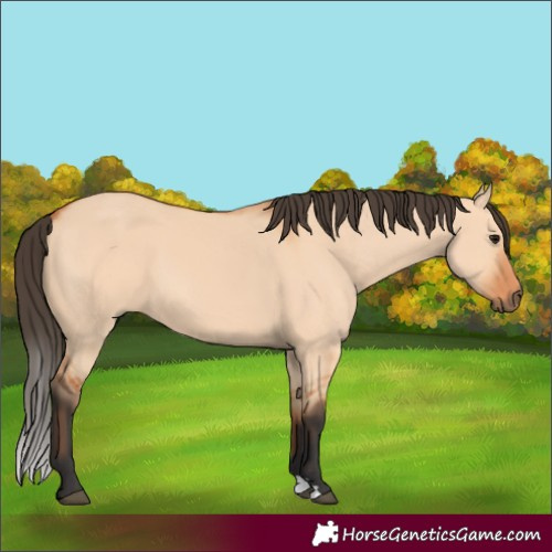 Horse Color:Bay Dun 