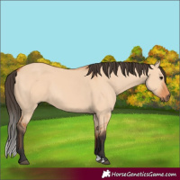 Horse Color:Bay Dun 