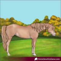 Horse Color:Gold Champagne 