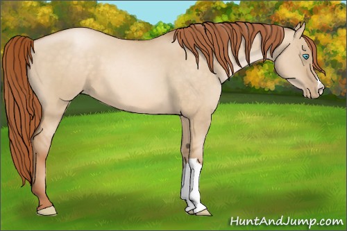 Horse Color:Buckskin Pearl Dun 