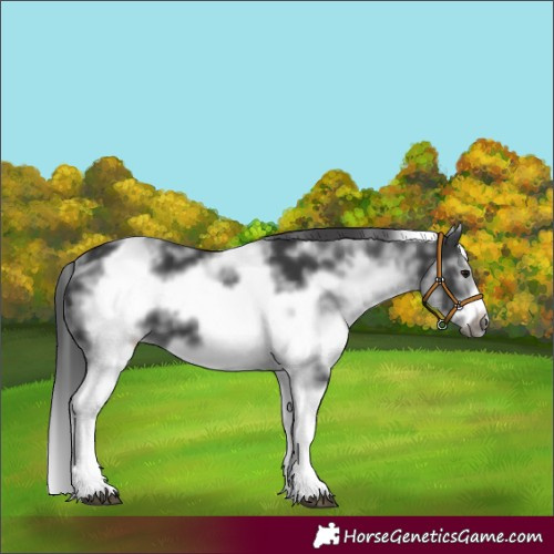 Horse Color:White Spotted Black Splash Frame