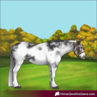 Horse Color:White Spotted Black Splash Frame 