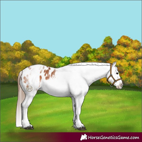 Horse Color:White Spotted Bay Splash Frame Blanket 
