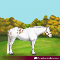 Horse Color:White Spotted Bay Splash Frame Appaloosa 