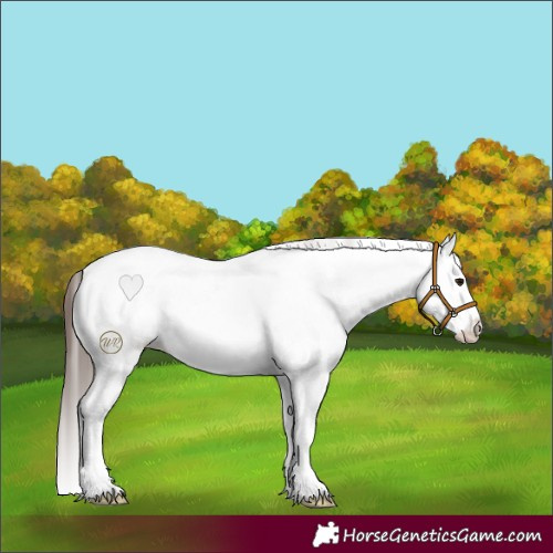 Horse Color:White Spotted Brown Roan Splash Near Fewspot 