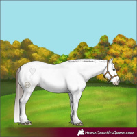 Horse Color:White Spotted Brown Roan Splash Near Fewspot