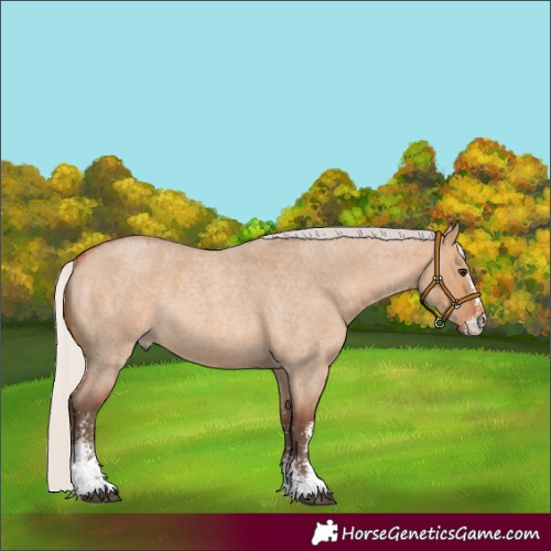 Horse Color:Silver Bay Roan Dun Sabino 