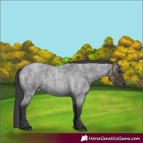 Horse Color:Blue Roan 