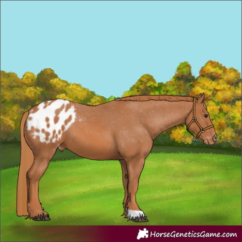 Horse Color:Chestnut Appaloosa 
