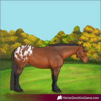 Horse Color:Bay Appaloosa 