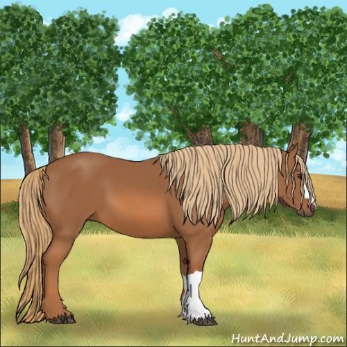 Horse Color:Chestnut 