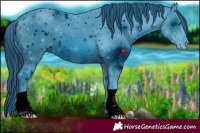 Horse Color:ERROR: UNKNOWN ANOMALY