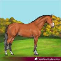 Horse Color:Bay 