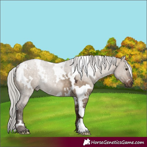 Horse Color:White Spotted Silver Bay Dun 
