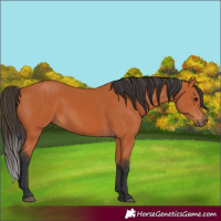 Horse Color:Bay 