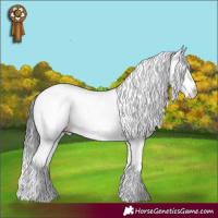 Horse Color:Brown Appaloosa