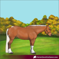 Horse Color:Silver Bay Tobiano 
