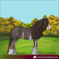 Horse Color:Liver Chestnut Sabino