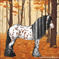 Horse Color:White Spotted Brown Appaloosa 