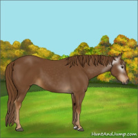 Horse Color:Gray Chestnut 