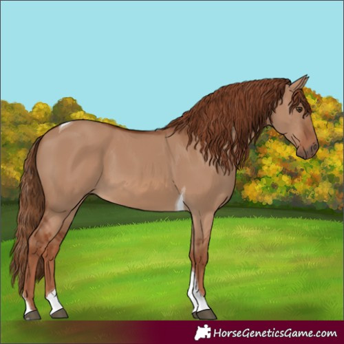 Horse Color:Red Dun Tobiano 