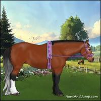 Horse Color:Gray Bay 