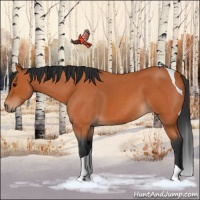 Horse Color:Bay Roan Tobiano 