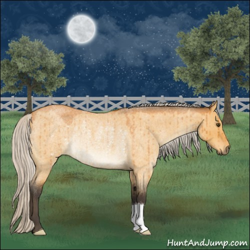 Horse Color:Silver Buckskin Roan Dun Rabicano Brindle 