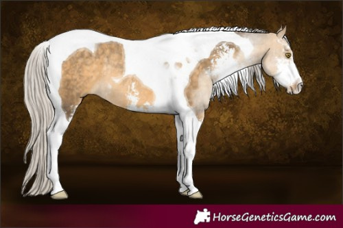 Horse Color:Silver Buckskin Dun Sabino Tobiano Rabicano 