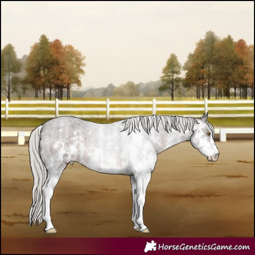 Horse Color:Silver Brown Roan Sabino 